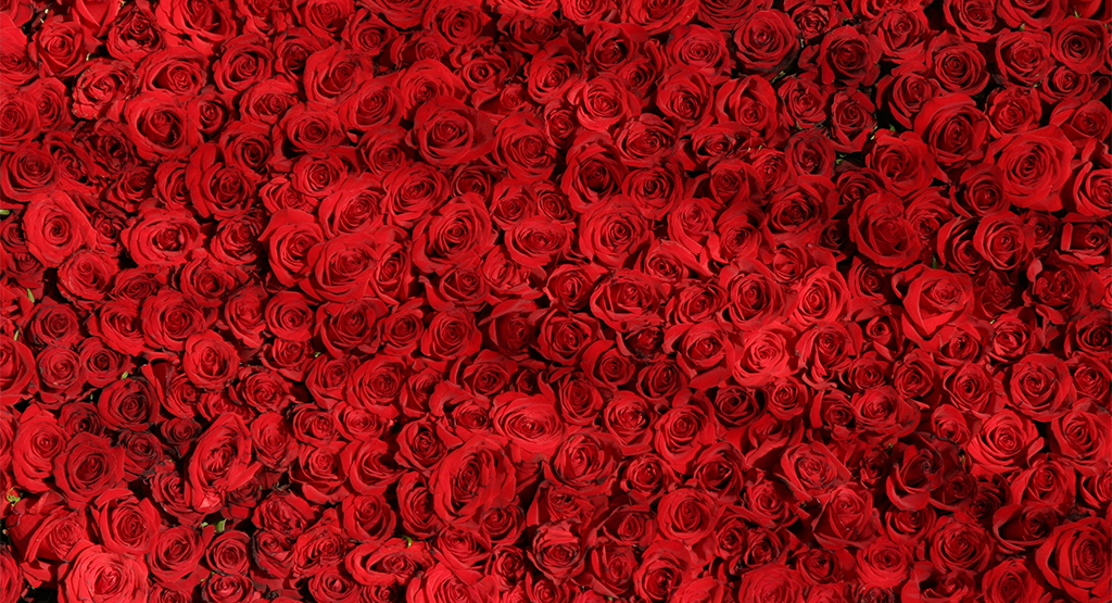 red-colour-roses