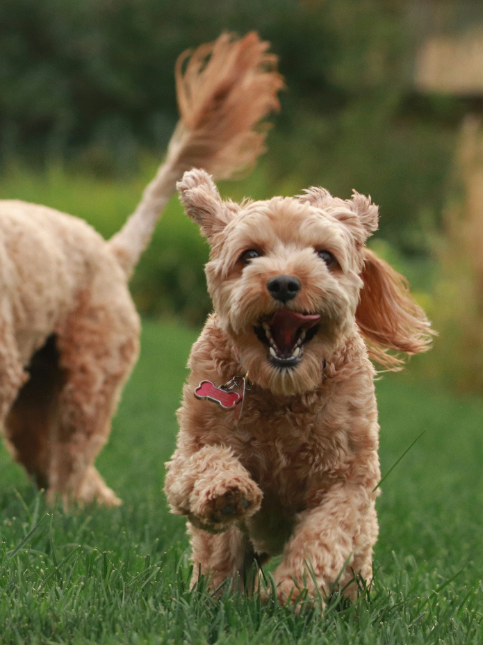 Two dogs running together